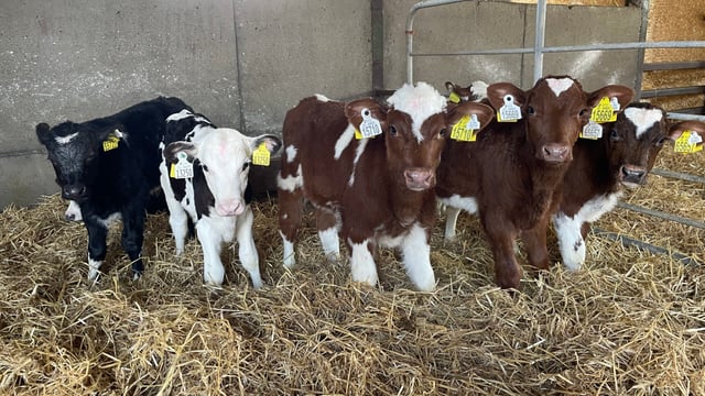 Calf registrations: 78% of all calves born from dairy herds