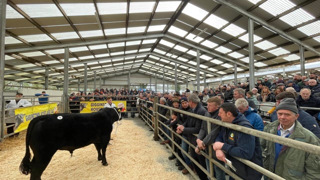 Pics and Prices: Gigginstown Angus sale bulls and heifers