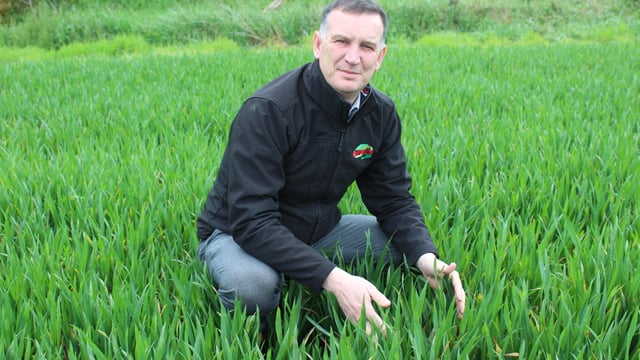 Rhynchosporium now present in winter barley crops