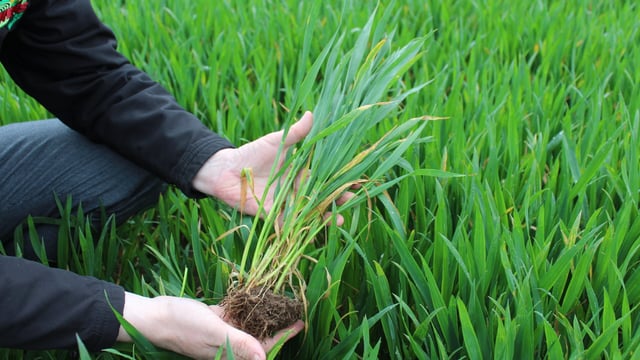 Tillage farmers need rain to maintain crop growth - agronomist
