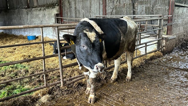 Breeding season: Don't turn out the stockbull too early