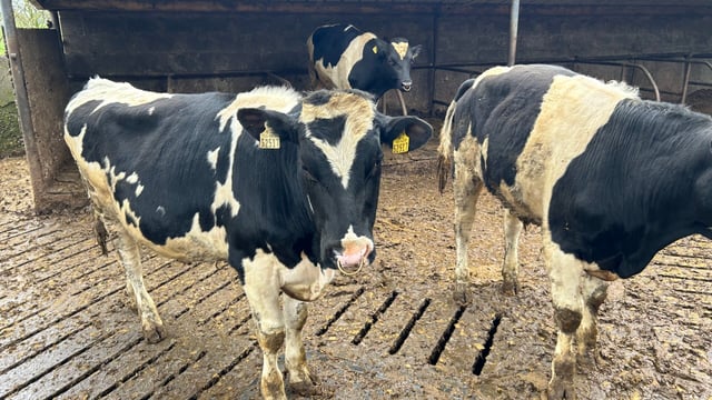 Are you using a stockbull this breeding season?