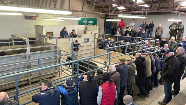 Bullocks cross €4.25/kg at  Sixmilebridge organic sale