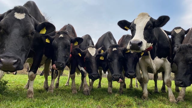 Young German farmer's dairy dream rings true in Cork
