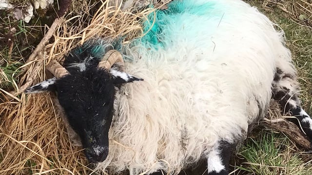 Almost 270 incidents of dogs worrying livestock in 2022 - report