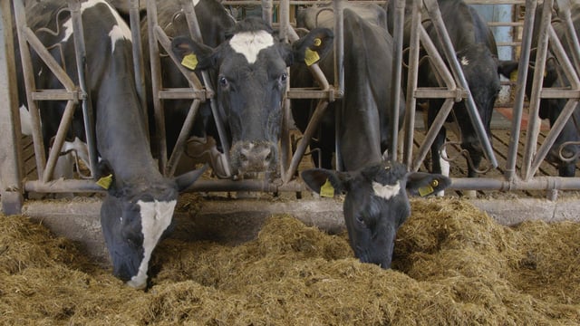 Breeding Series 2023: Increasing combined fat and protein by 182kg in 12 years