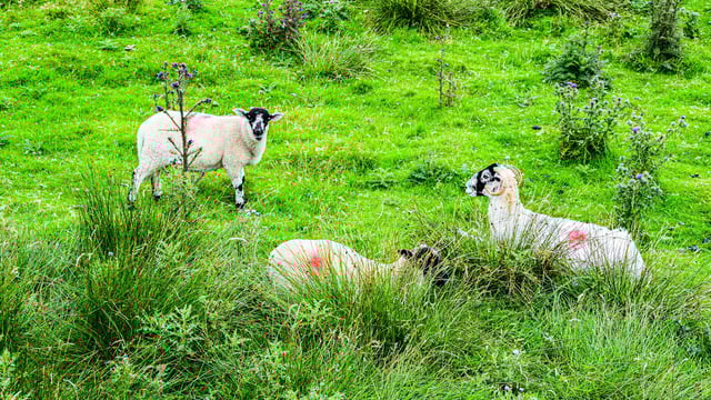 Livestock farms studied as sources of resistant infections in humans