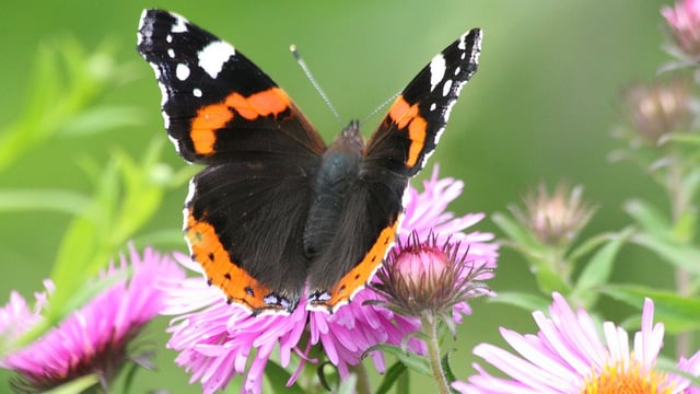 An Taisce: Government must heed report on biodiversity loss