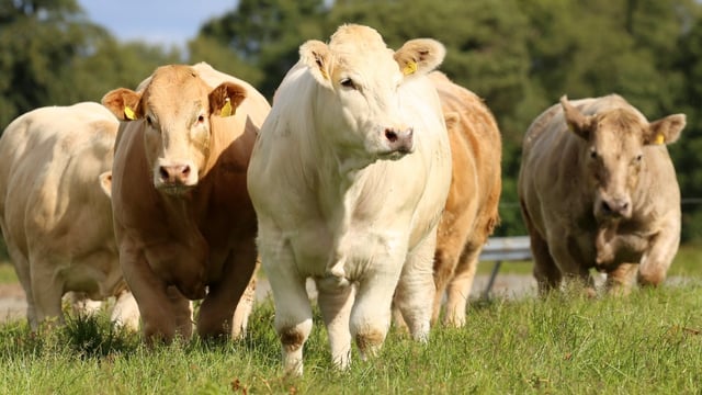 Irish Charolais Cattle Society appoints new secretary