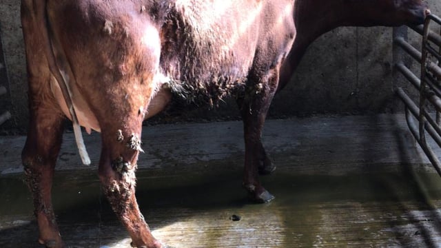 Prices reach €2,525 at Waterford Ross dairy sale