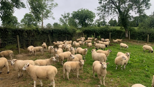 Sheep kill: Early spring lamb supplies down 37% to date