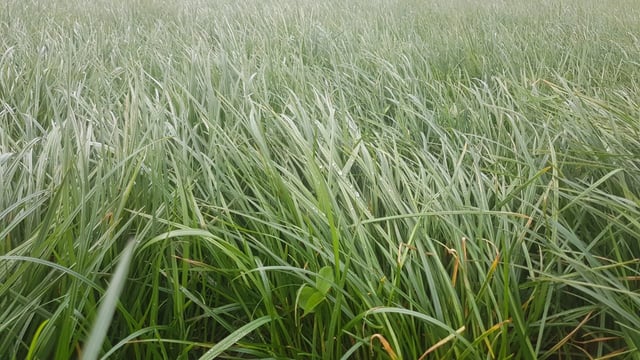 Heavy covers on paddocks: Graze, sow, or wait and mow?