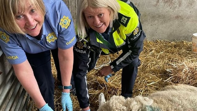 Gardaí help farmer to deliver lamb in Louth