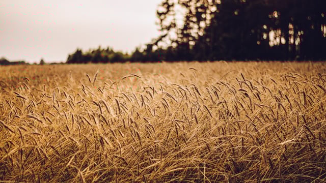 Polish minister for agriculture resigns over Ukrainian grain imports