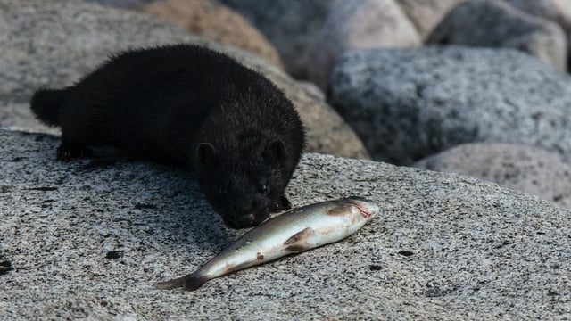 Cahill: 'Absolutely essential' that mink are eradicated