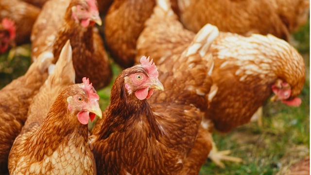 IFA: Poultry sector needs more cross-border education