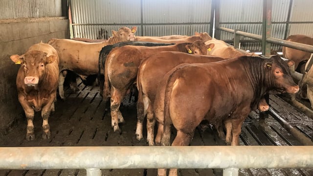 Beef kill: Drop in cattle supply becomes more apparent