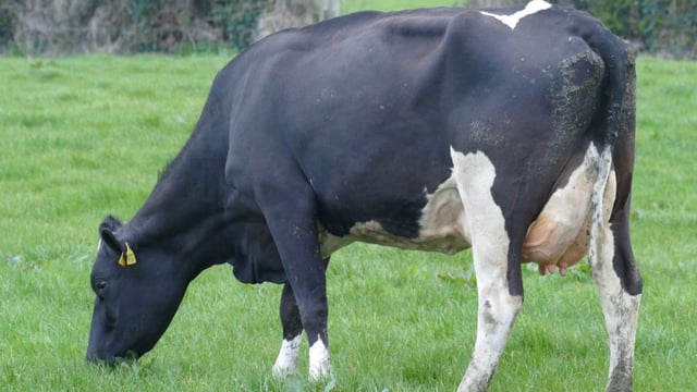 Prices reach 4,600gns at Richvale herd dispersal sale