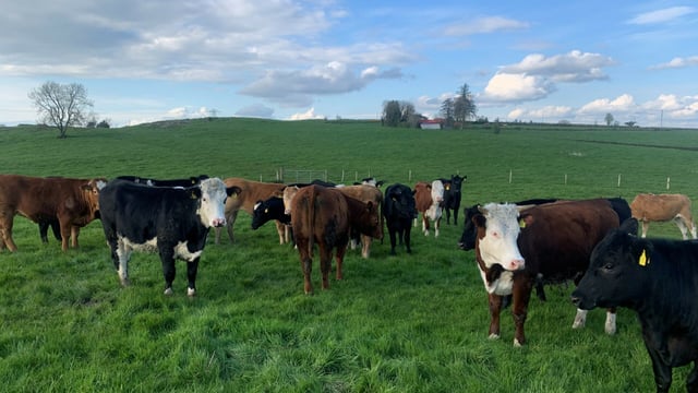 Will stretched cattle supplies cause an increase in beef price?