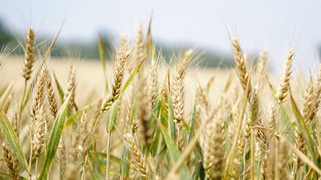 FAO: Global food imports to cost 2.2% more in 2024
