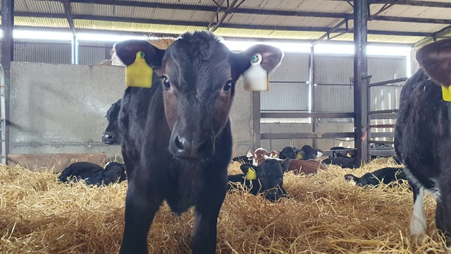 First course on animal law in an Irish law school made available