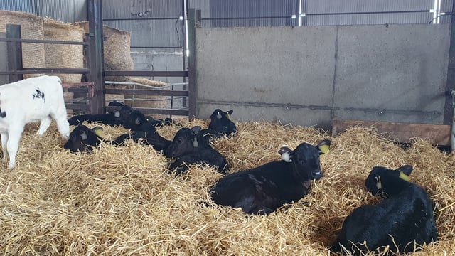 Dairy advice: Have you reviewed your herd health plan?