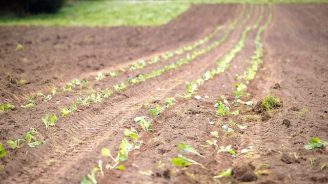 Limerick catering company plants first vegetable crop