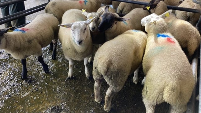 Sheep kill: Supply crosses 1.1m head - up 3% to date