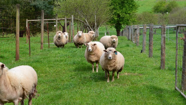 Australia commits AUD$5.6m to phase out live sheep exports by sea