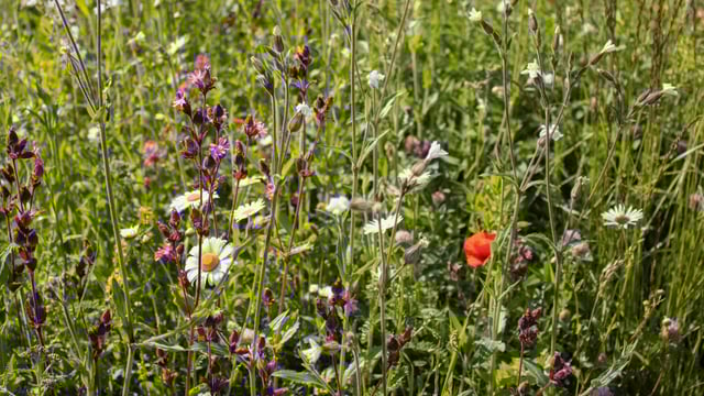 DAFM offers €2m contract for habitats and biodiversity programme