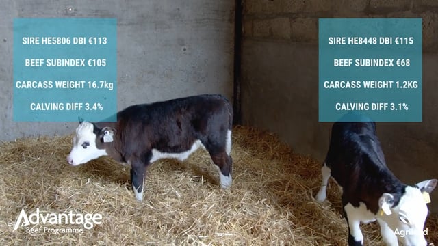 Video: Getting free extra weight gain on dairy-beef