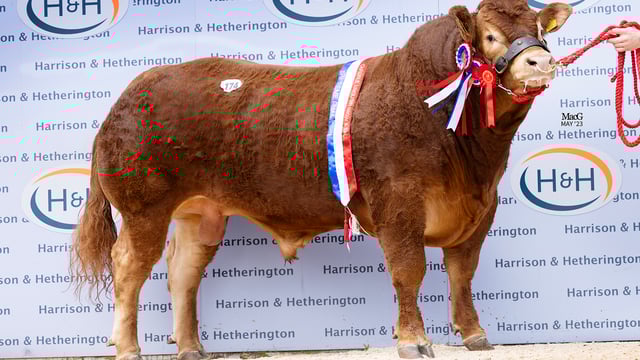 NI Limousin bull sells for 52,000gns at Carlisle sale