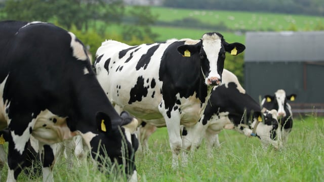 Kerry Dairy Ireland confirms milk price for July supplies
