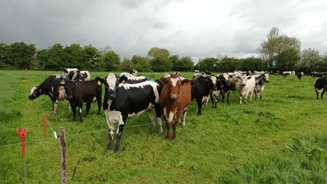 Call for research on commercial potential of native breeds