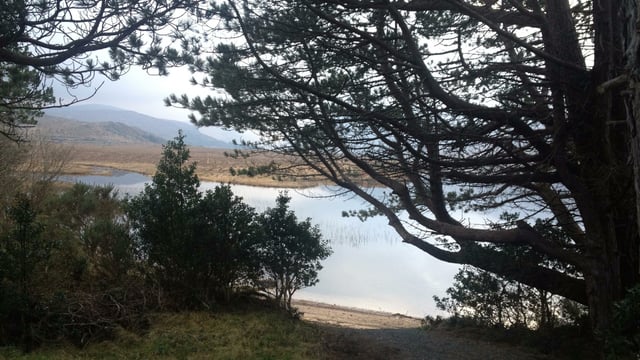 Native Scots Pine 'return' to Glenveagh National Park
