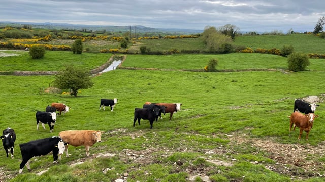 Govt: Livestock diseases may 'rise' as temperatures increase