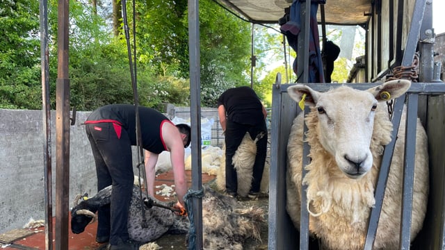 Time to get lowland flocks sheared as Blowfly strikes