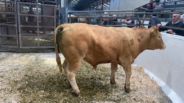 Mart report: Heavy bullocks clear €3.35/kg at Carnaross