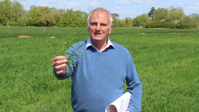 Nitrogen use efficiency can be core driver in cereal crops