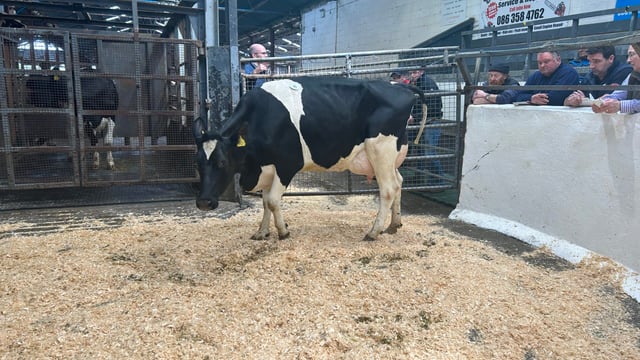 Samuri second calver tops the trade at Taaffe Auctions sale