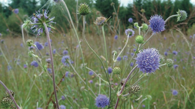 Celebrate Ireland's peatlands this International Bog Day