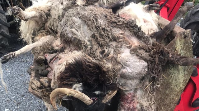 Galway sheep kill: 'I'm just waiting for the dogs... They'll be back'