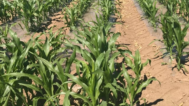 Late spring cropping choices for tillage farmers