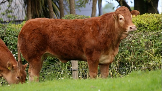 Birth herd of Kingbull to host sale this weekend