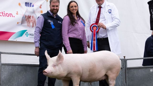 MSD Animal Health expands pig team
