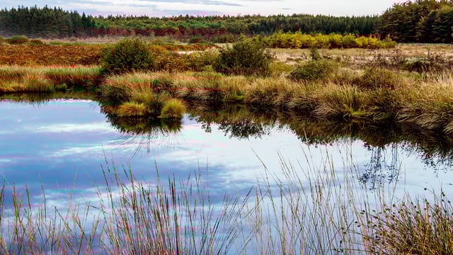 Nature Restoration Law: What are the next steps?