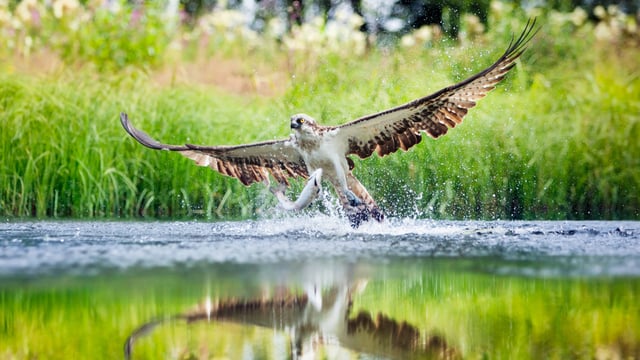 Osprey reintroduction in Ireland set for July
