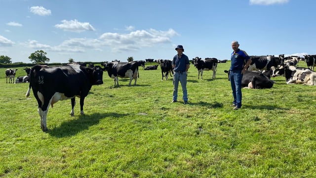 Tipp dairy farmers producing Advantage-spec beef calves
