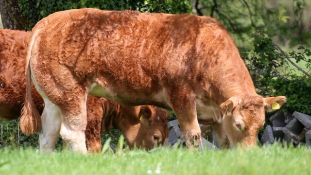 Kingbull-sired heifer takes top price at Gerrygullinane sale