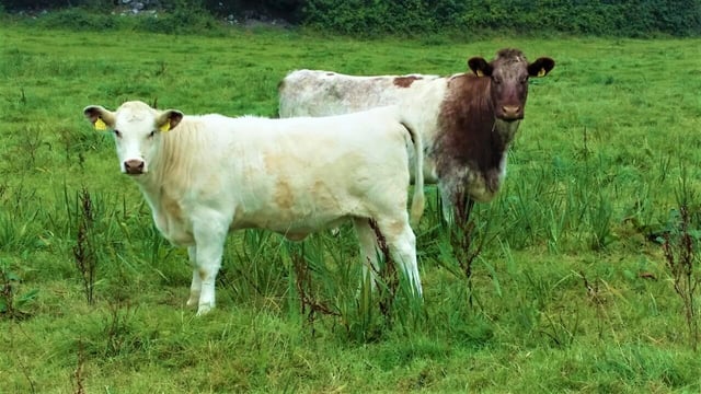 Shorthorn society to supply farmers with free AI straws